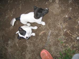 MiniFoxieJackRussellpuppies